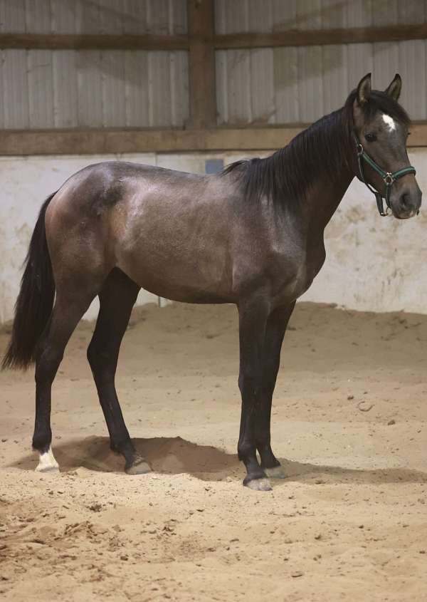 grey-ancce-horse