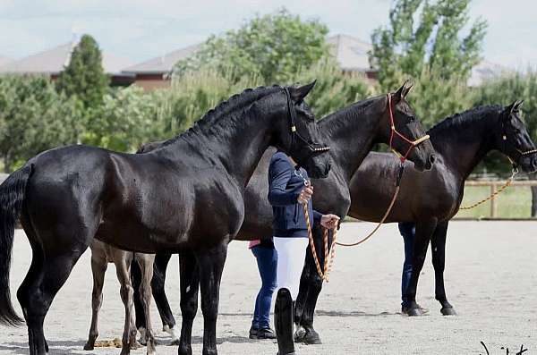 grey-colt-for-sale
