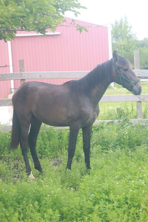 ancce-colt