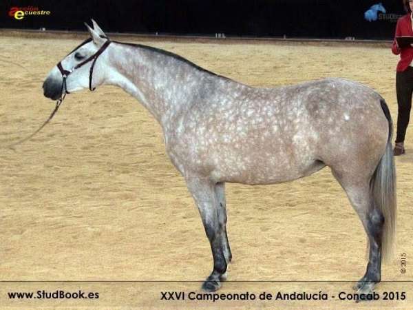 16-hand-andalusian-colt
