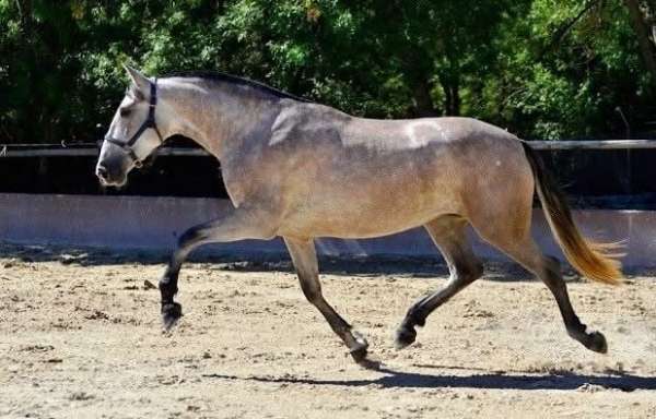 grey-andalusian-for-sale