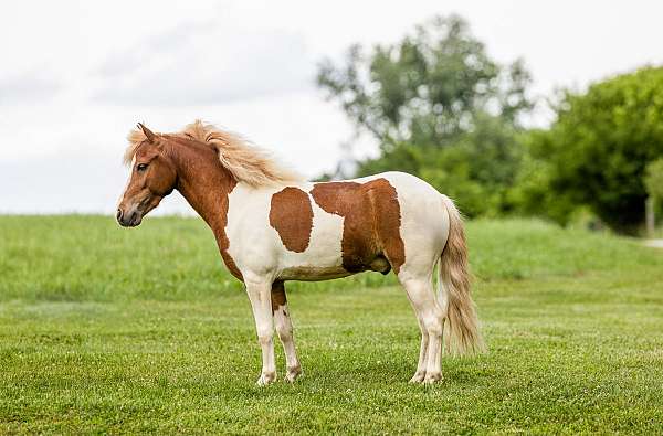 spotted-pony