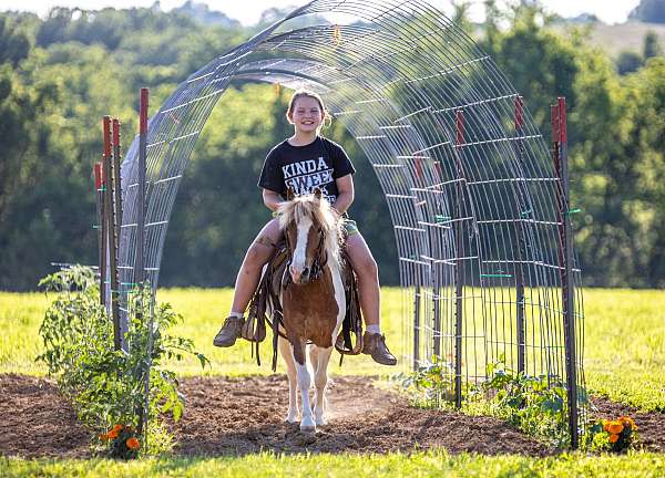 pinto-spotted-pony