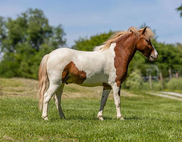 harness-pony