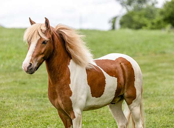 trail-pony