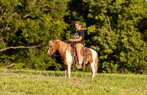 pinto-beginner-pony