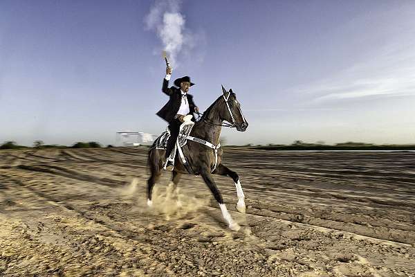 4-white-socks-horse