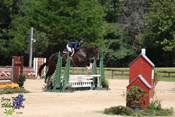 bay-4-white-socks-horse