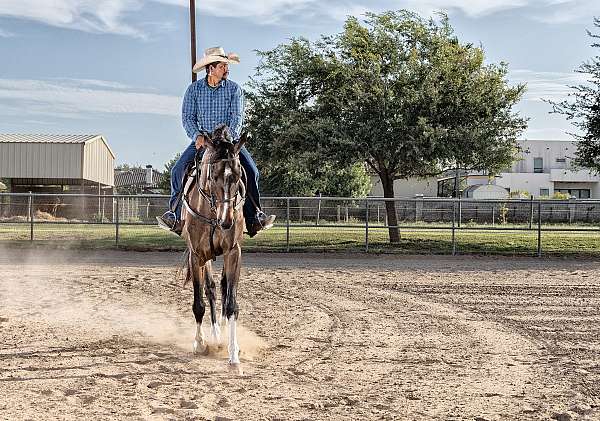 athletic-thoroughbred-horse