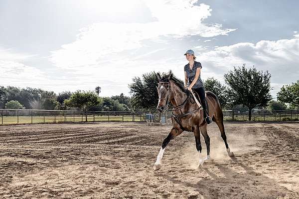 dressage-thoroughbred-horse