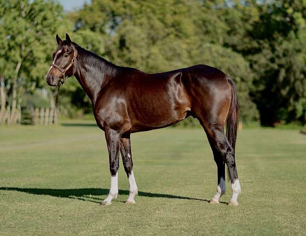endurance-thoroughbred-horse