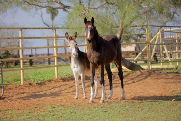 english-pleasure-thoroughbred-horse