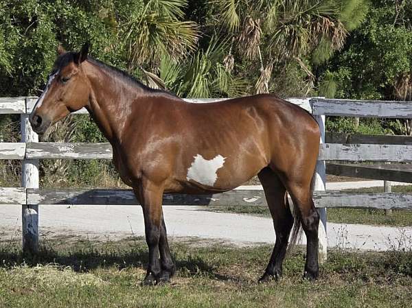 paint-markings-on-both-sides-horse