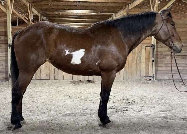 bay-paint-markings-on-both-sides-horse