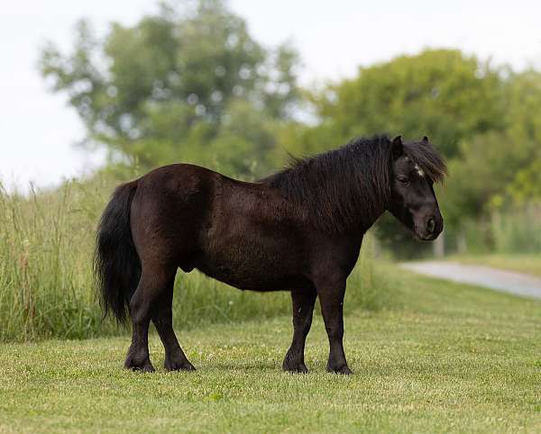 wite-spots-pony