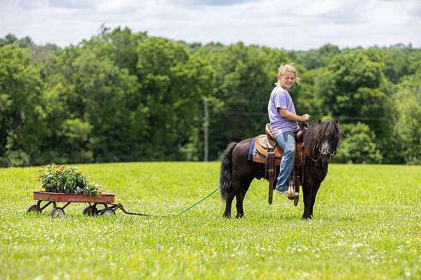 black-wite-spots-pony