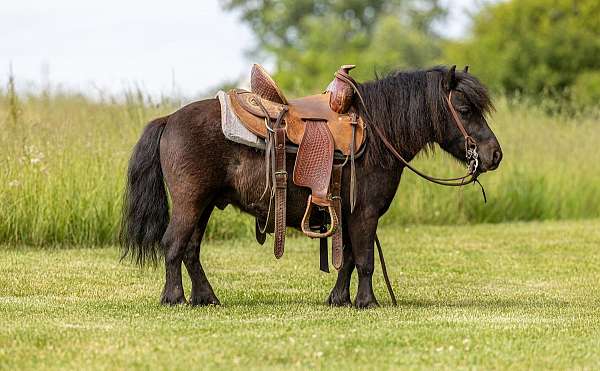 trail-pony