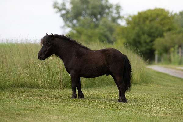 youth-pony