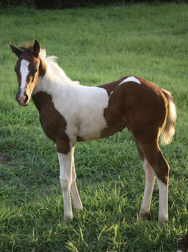 heel-filly-stallion