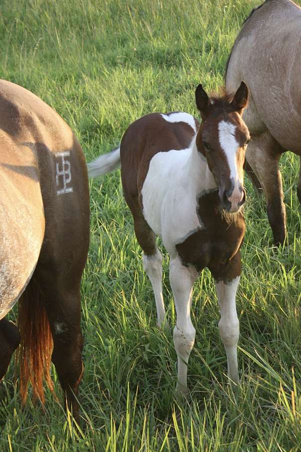 buckskin-apha-filly-stallion