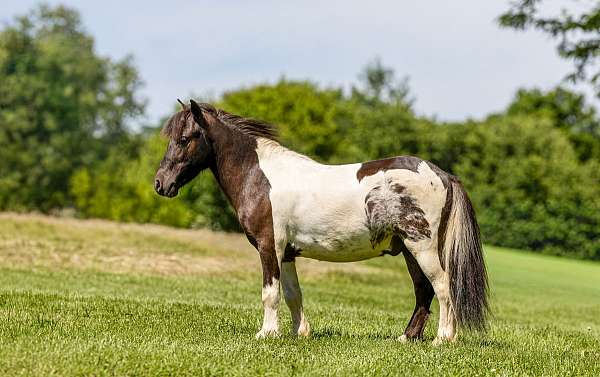 spotted-pony