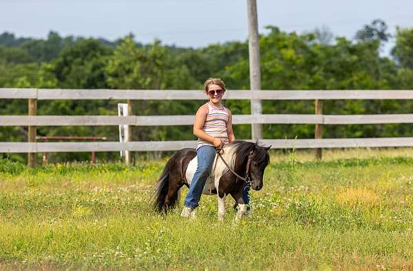 pinto-spotted-pony