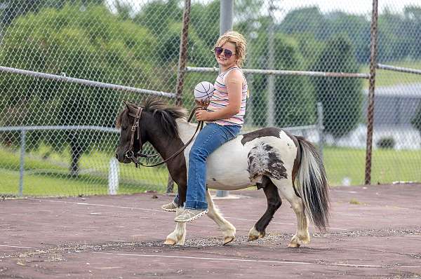 beginner-pony