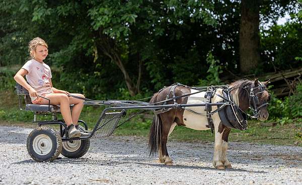 driving-pony