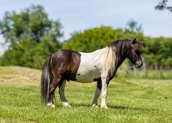 ridden-western-pony