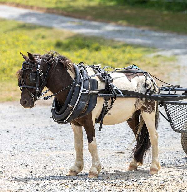 trail-riding-pony