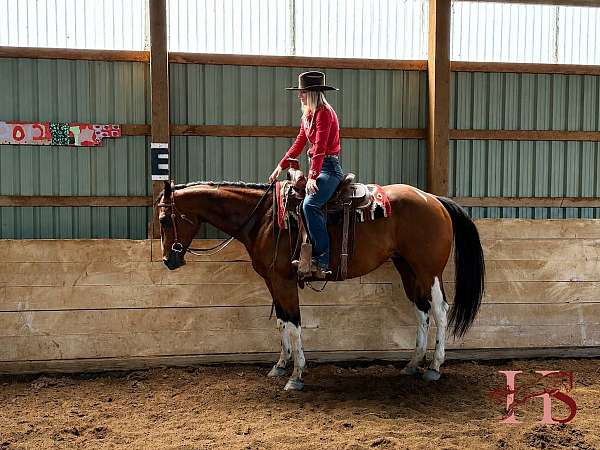 ermine-spots-on-all-4-legs-horse