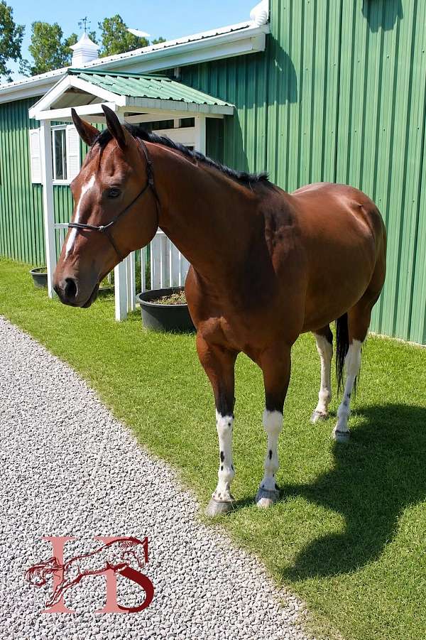 star-stripe-on-face-horse
