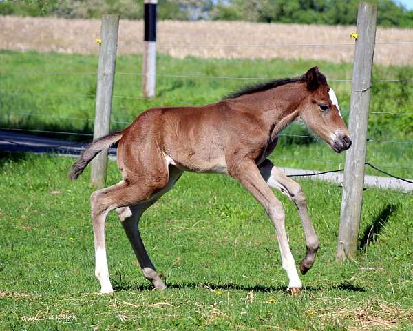 all-around-paint-horse