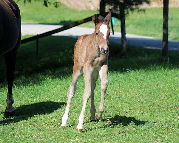 apha-paint-horse