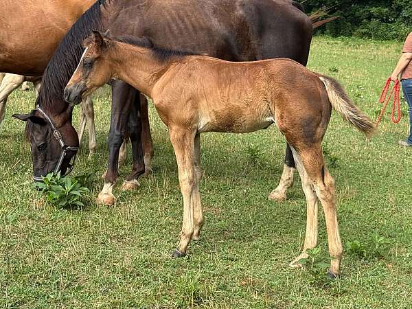 lease-to-own-filly