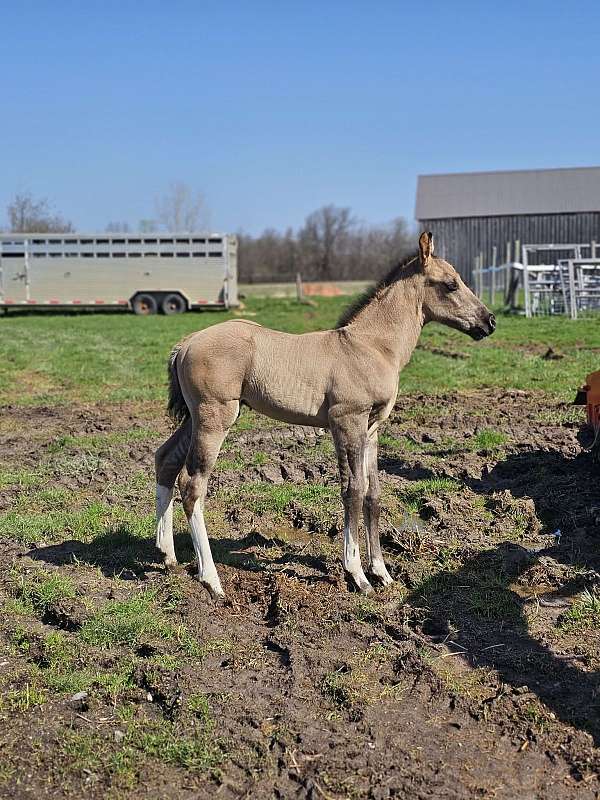 colt-apha-paint-horse