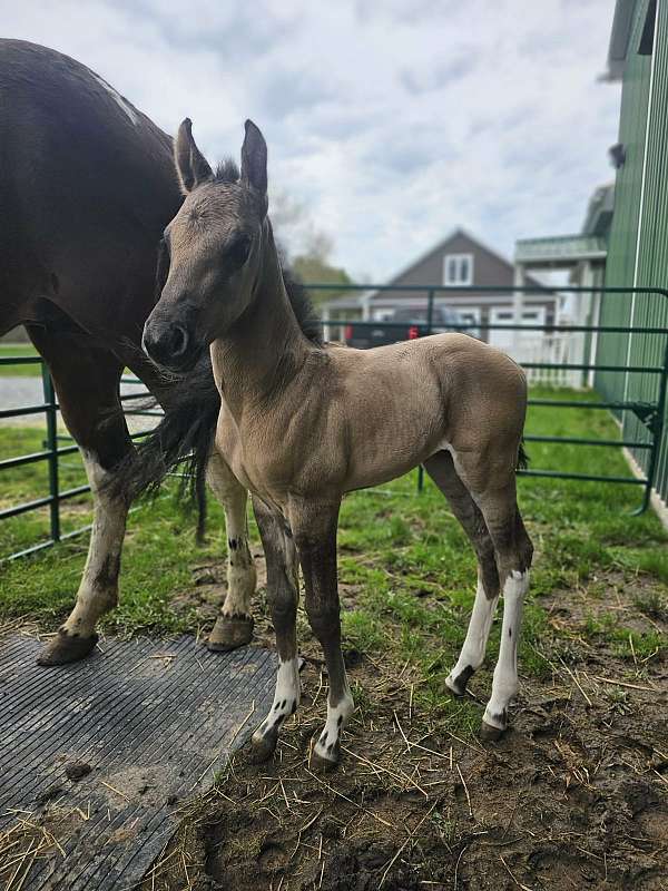 colt-apha-horse