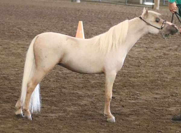 wht-blaze-horse