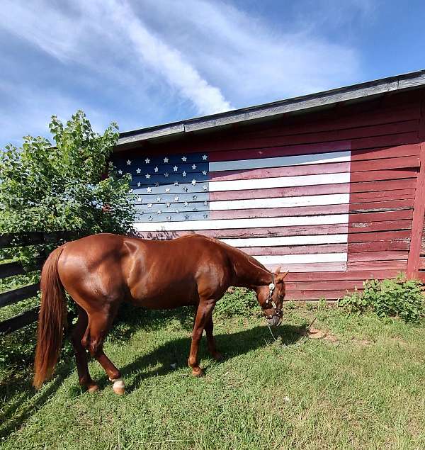 quarter-horse-stallion