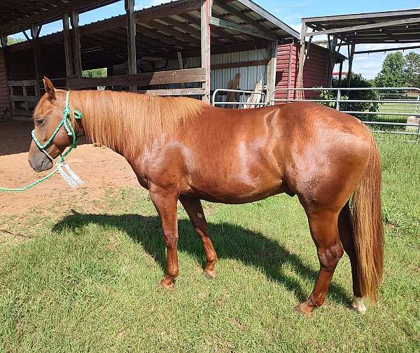quarter-horse