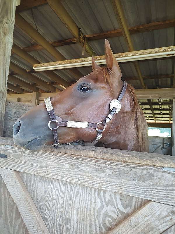 stallion