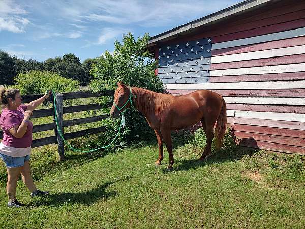 quarter-horse-for-sale
