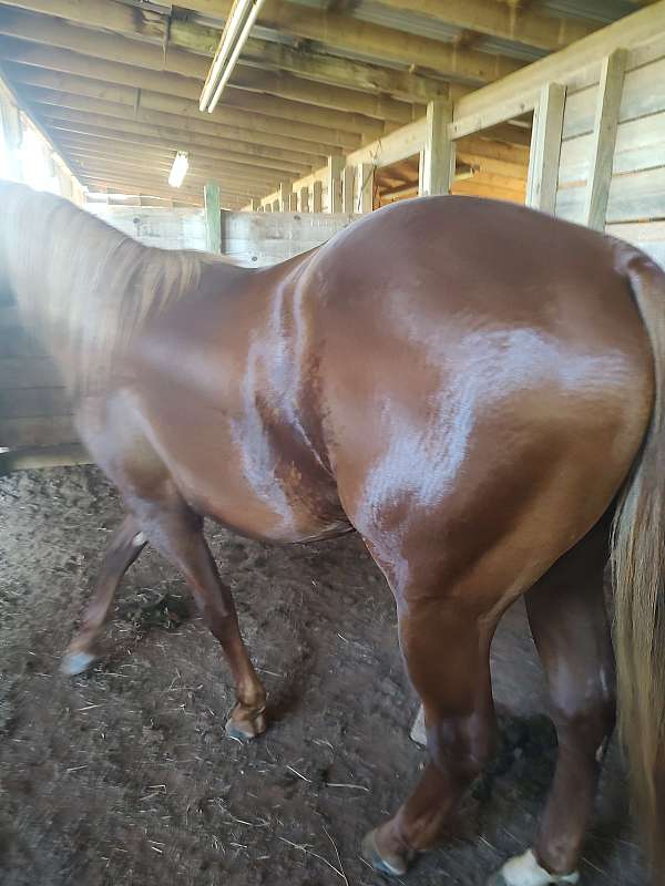 show-horse