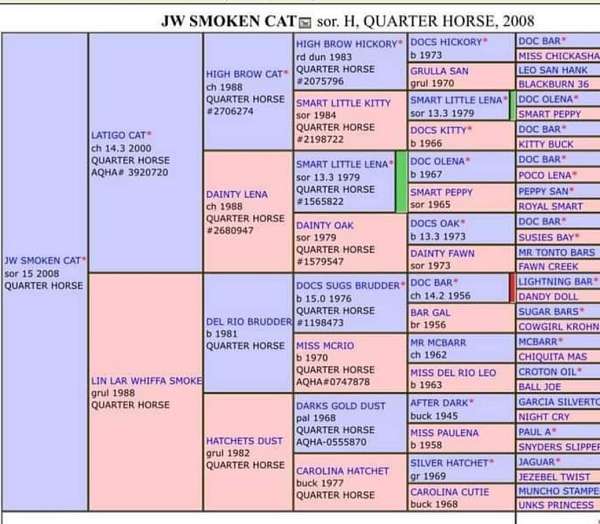 high-brow-cat-stallion