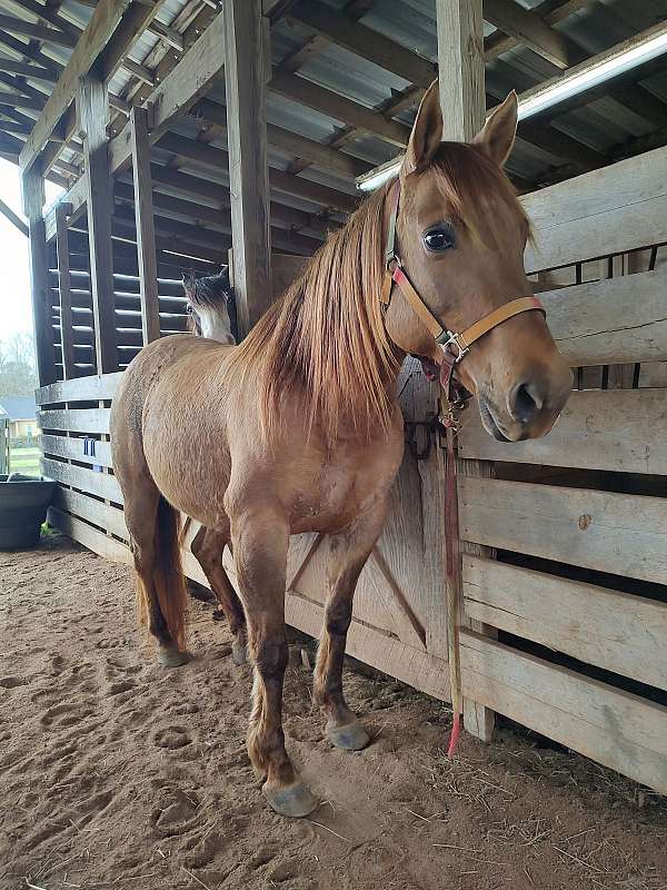 in-your-pocket-stallion