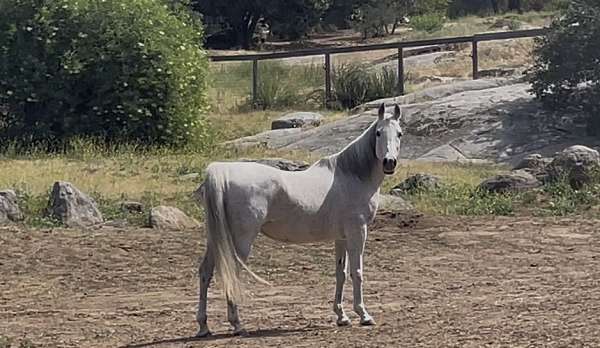 grey-arabian-mare