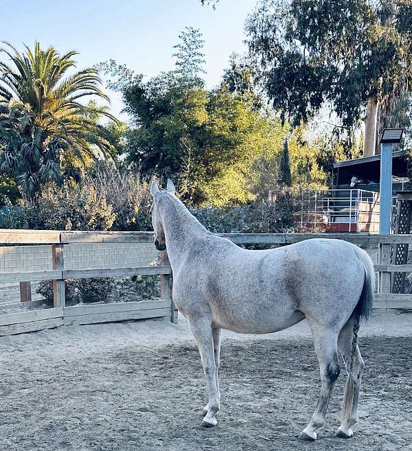 fully-vaccinated-arabian-horse