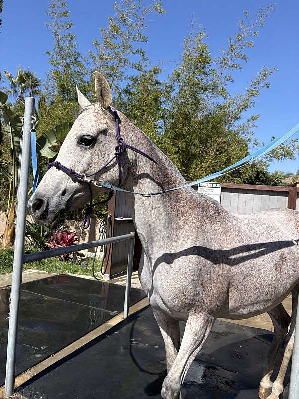 resale-arabian-horse
