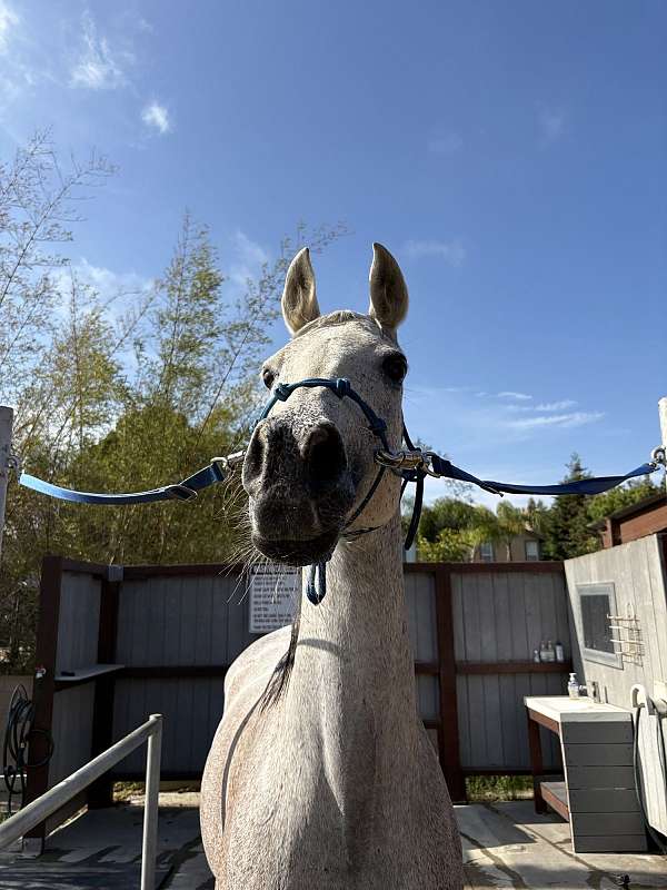 slaughter-arabian-horse