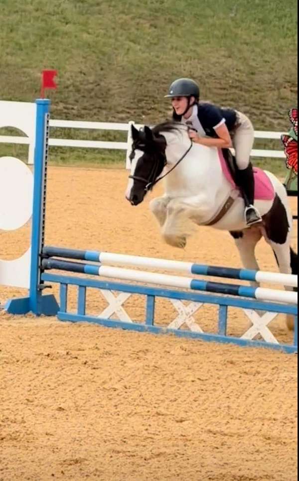 adult-gypsy-vanner-pony